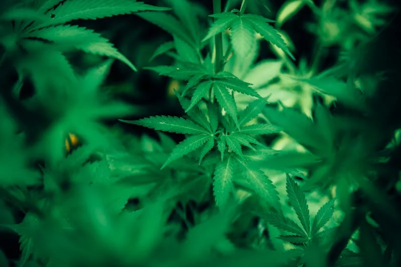 Lush green cannabis plant